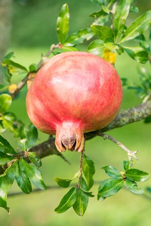 Pomegranate tasty close upの写真素材