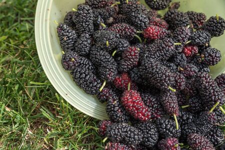 Freshly picked ripe mulberriesの写真素材