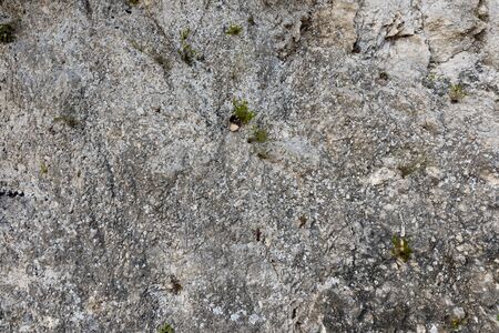 Lizard on the rockの写真素材