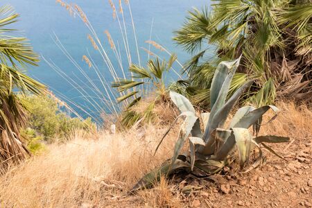 Agave Sicily Italyの写真素材