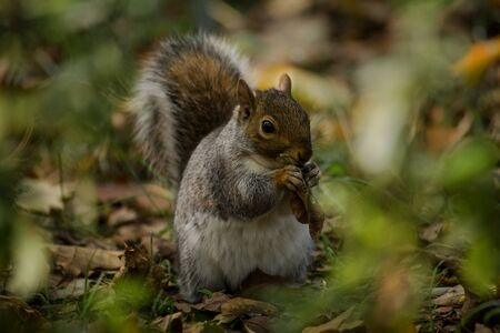 Squirrel eating in the park