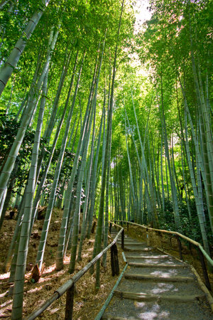 Harashiama bamboo forest in Kyoto, Japan