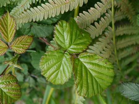Natural green