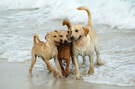 3 dogs playing at the beachの写真素材