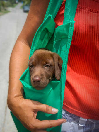 Dog in bagの写真素材