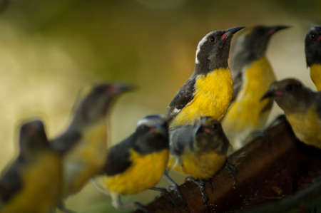 the Sugerbirdsの写真素材