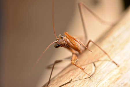 Mantisの写真素材