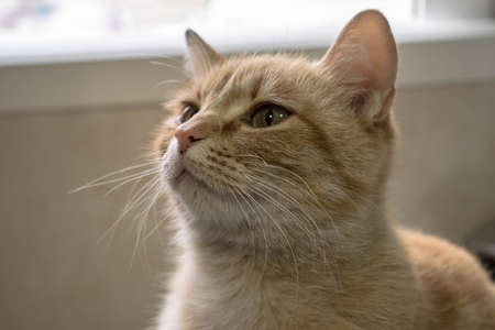 Relaxed brown cat looking attentively to the front in a house.の写真素材