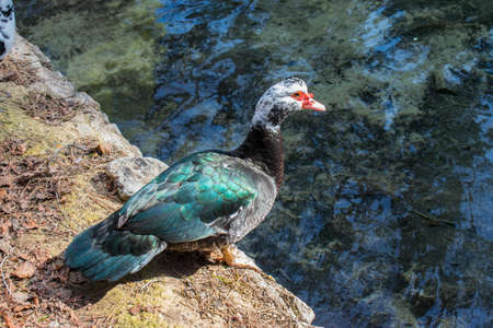 Blue duck waiting to jump to the crystal clear lakeの写真素材