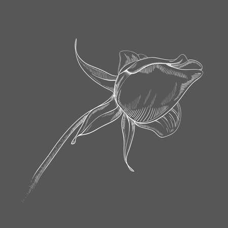 Vector hand-drawing flower. Card, or textile design elementのイラスト素材