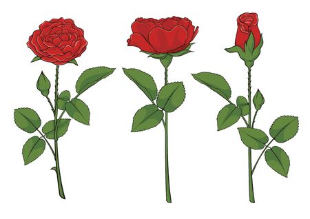 Illustration of three red roses isolated on white background.のイラスト素材
