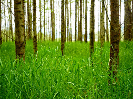 Grass among the Poplarsの写真素材
