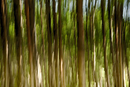 Moving Forest