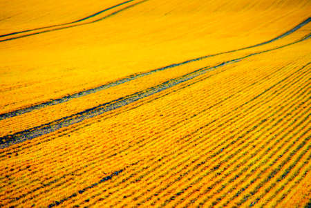 Summer Impressionの写真素材