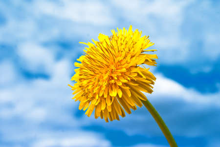 Dandelion