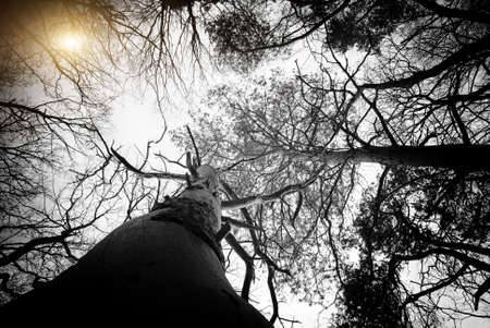 Deciduous forest in autumn