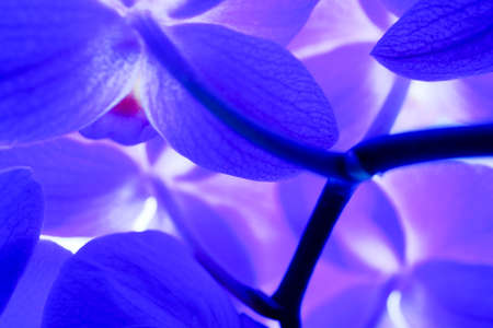 Purple Orchide Abstractの写真素材