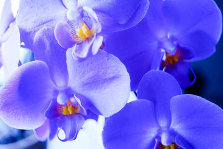 Purple Orchide の写真素材