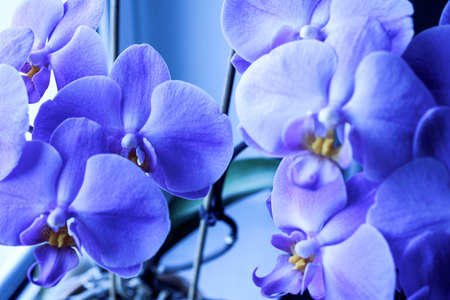 Purple Orchide の写真素材