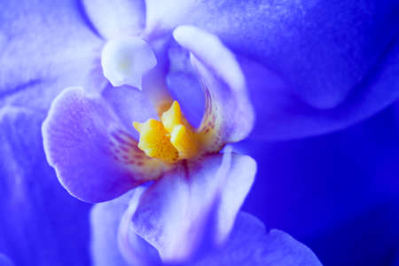 Purple Orchideの写真素材