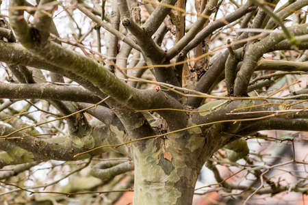 Sycamore Platanus