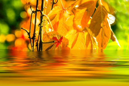 Colorful autumn leaves reflecting in the lakeの写真素材