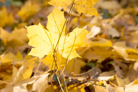 Autumn leaves in the sun