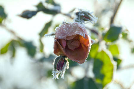 Red Rose covered with frostの写真素材