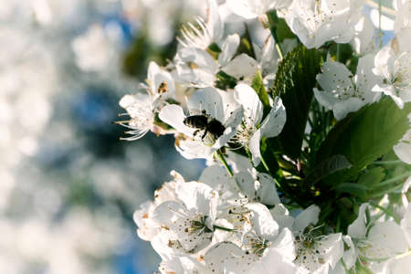 Bee on cherry blossomの写真素材