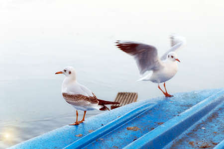 Gulls are landing on a blue boatの写真素材