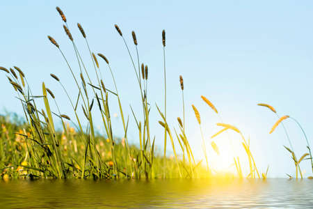 Flowering grass in detail - Allergens - Allergy in Germany