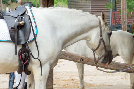 Horses on a horse farm in Germany near Hamburgの写真素材