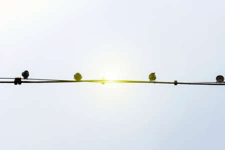 Birds on a power lineの写真素材