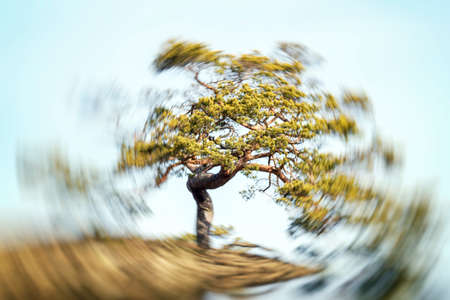 Tree with radiant power in the vortex on a hillの写真素材