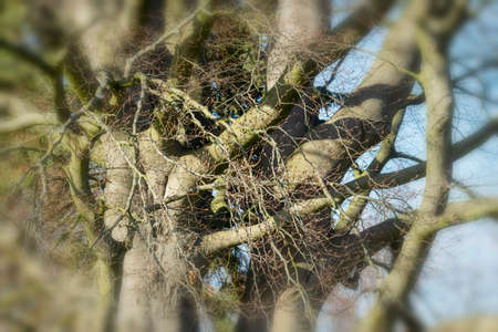 Old beech in the park at Lauenburg on the Elbe