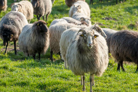 Sheep in a meadow in Germanyの写真素材