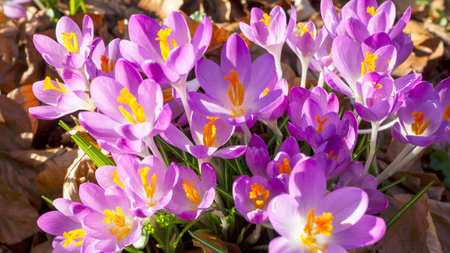 Purple crocuses in the garden. Early spring flowers.