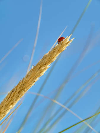 A ladybird sits on a stalk of wheat before a blue sky.の写真素材
