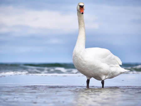 A curious swan at the Baltic sea, Germanyの写真素材