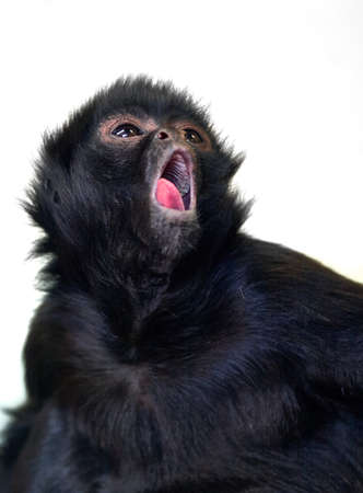 A young and obviously tired chimpanzee shows its pink tongue while yawningの写真素材