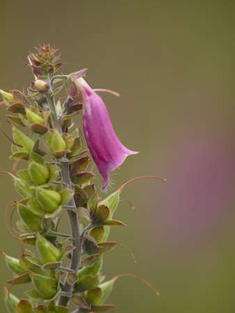 A single purple foxglove before a green blurred backgroundの写真素材