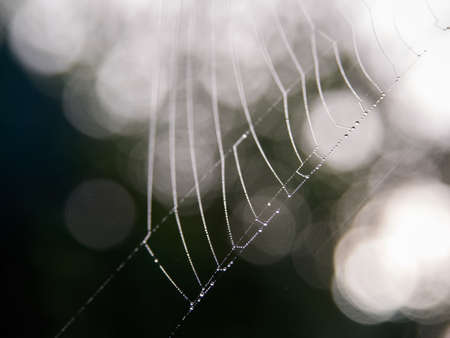 Dew forms little water droplets on a cob web
