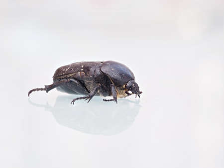 Closeup of a brown beetle on a white tableの写真素材