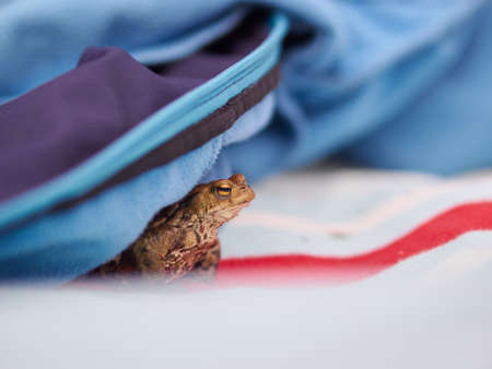Frog hiding under a jacketの写真素材