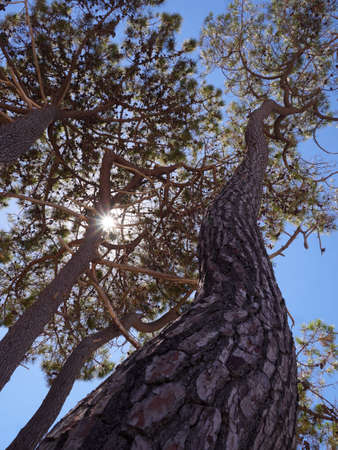 Sun shining through pine trees at a beach near Calvi, Corsica