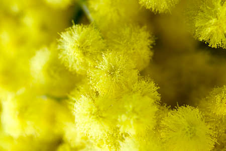 mimosasの写真素材