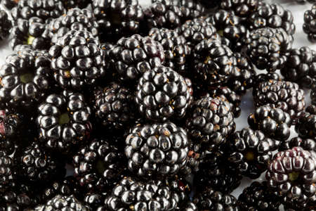 Wild blackberriesの写真素材