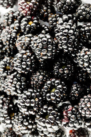 Wild blackberriesの写真素材