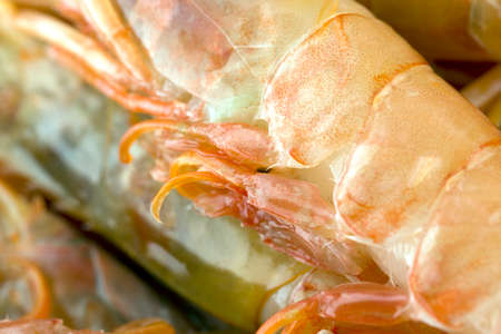 prawnsの写真素材