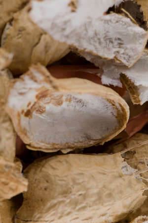 Peel of american peanuts